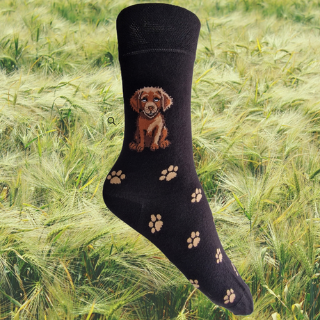 Hazy Blue Womens Dog Socks Bamboo Blend Size 4 to 8 - Just £6.99! Shop now at Warwickshire Clothing. 