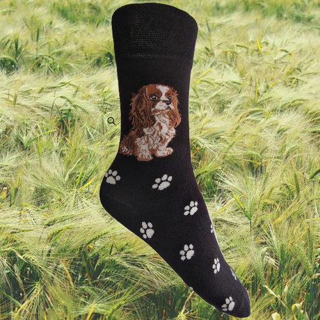 Hazy Blue Womens Dog Socks Bamboo Blend Size 4 to 8 - Just £5.99! Shop now at Warwickshire Clothing. 